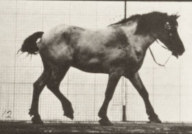 Plate 574 'Hansel' walking, free — figure reference
